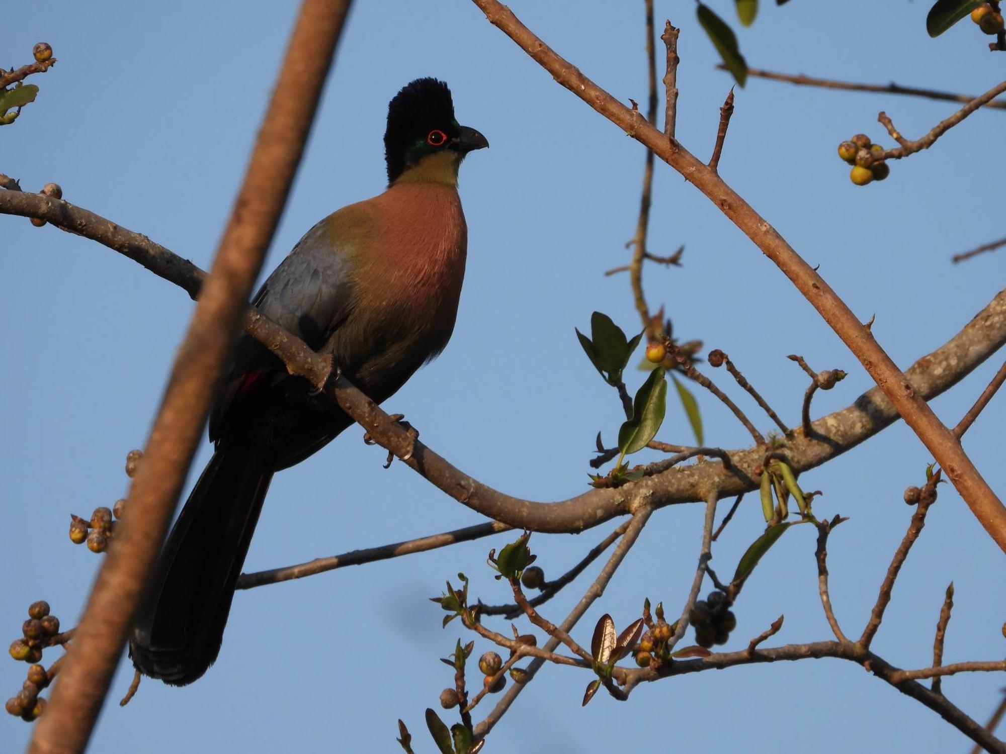 Dagama Dam - White River - Kestrel - House 21 المظهر الخارجي الصورة